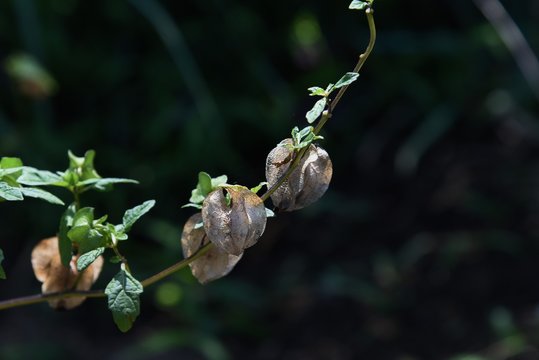Apple of Peru is a solanaceous poisonous plant that bears light blue flowers and physalis-like fruits.