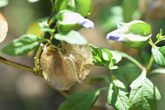 Apple of Peru is a solanaceous poisonous plant that bears light blue flowers and physalis-like fruits.