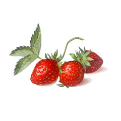 Group of fresh juicy berries.