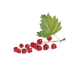  Red currant isolated on a white background.