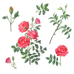 Fototapeta premium Set of twig red rose with buds and leaves isolated on a white background.