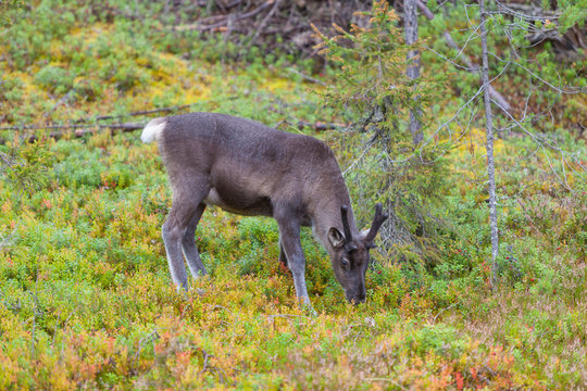 Joven reno (Rangifer tarandus) comiendo en un bosque