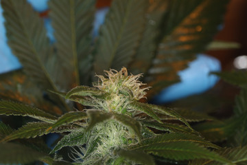 close up scientist hand gloves checking hemp plant . Concept herbal alternative medicine, cbd, pharmaceptical industry