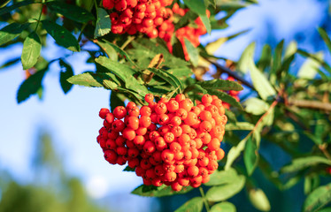 Mountain ash branches and a bright bunch
