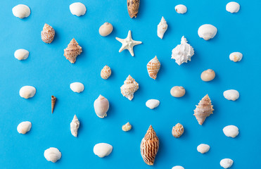 sealife and summer concept - different sea shells on blue background