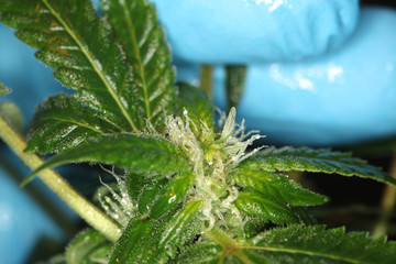 close up scientist hand gloves checking hemp plant . Concept herbal alternative medicine, cbd, pharmaceptical industry