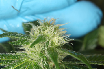 close up scientist hand gloves checking hemp plant . Concept herbal alternative medicine, cbd, pharmaceptical industry