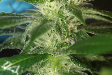 close up scientist hand gloves checking hemp plant . Concept herbal alternative medicine, cbd, pharmaceptical industry