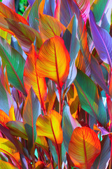 Panele Szklane Podświetlane  tło, kolorowe, liście, oświetlone, przez, słońce, duże ujęcie
