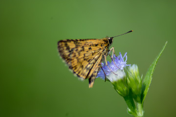 butterfly on flower