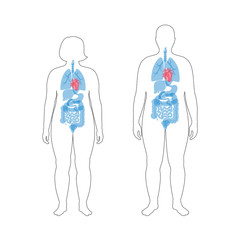 internal organs of obese male and woman