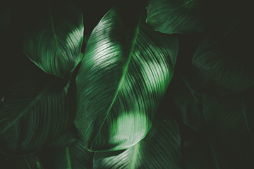 Tropical nature green leaf texture abstract background.