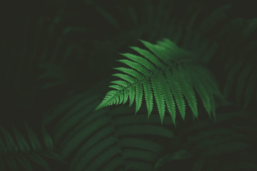 Tropical nature green leaf texture abstract background.