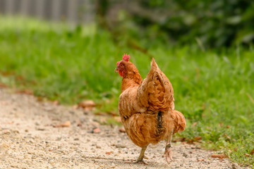 Ein Huhn läuft auf einem Gehweg