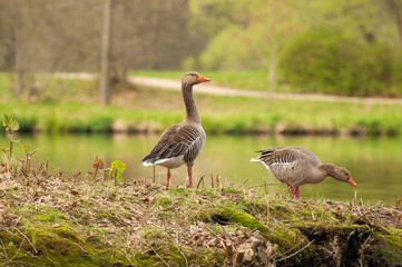 Greylag Goose Goose Water , Graugans