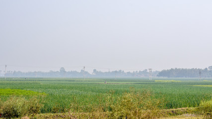 Lush green rice agricultural field ready for Harvest at spring season. A scenic natural landscape scenery with agricultural field in West Bengal, North East India depicting simple rural life.