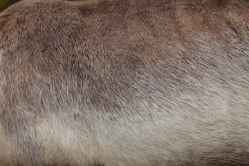 Detalle del pelaje de un reno (Rangifer tarandus) - obrazy, fototapety, plakaty