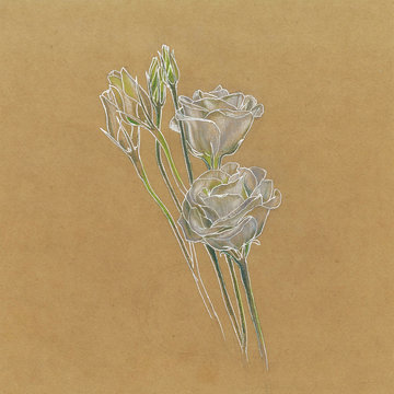 Handdrawn flowers white lisiantuses on a craft paper background. Lineart and colored pencils. Floral illustration for wedding invitations, postcards, flowers shops' decoration elements.