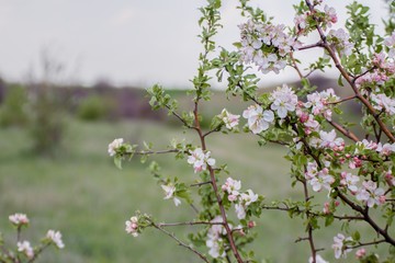 flowers in spring