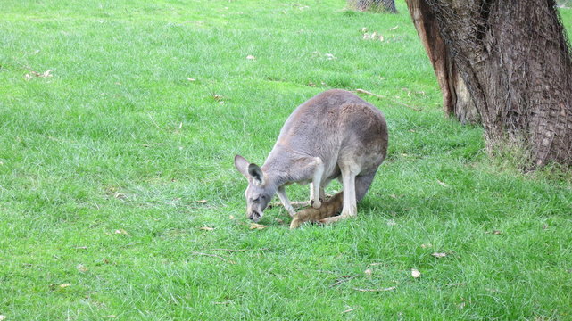 kangaroo kanguruh wieldlebend australien outback