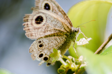 Obraz premium butterfly