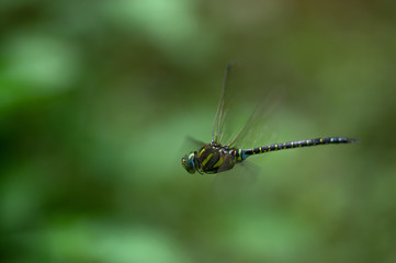 Fototapeta premium ルリボシヤンマ