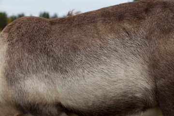 Obraz premium Reno (Rangifer tarandus)