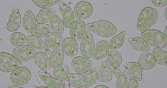 Euglena is a genus of single-celled flagellate Eukaryotes under microscopic view for education.