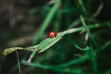 Ladybug on grass