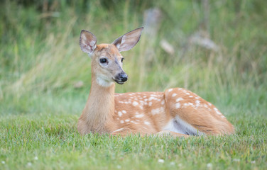 White-tailed Deer Fawn