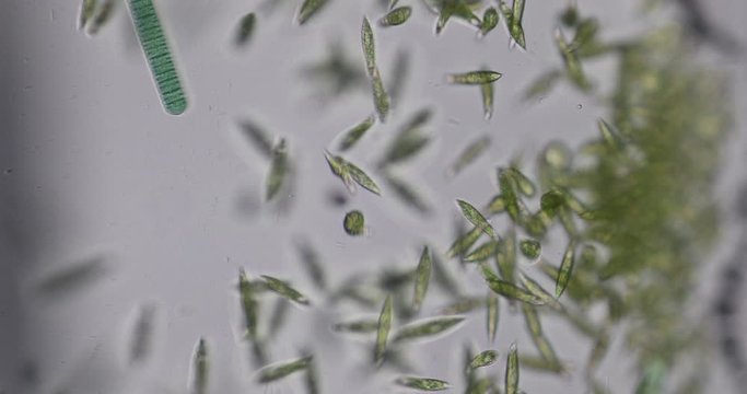 Euglena is a genus of single-celled flagellate Eukaryotes under microscopic view for education.