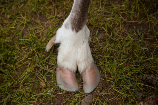 Detalle del pie de un reno (Rangifer tarandus)