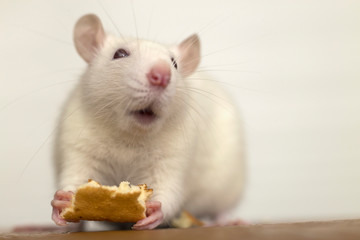 White domestic rat eating bread. Pet animal at home.