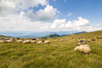 Herd of farm sheep grazing on green mountain pasture.
