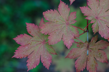 pink maple leaves on a green background