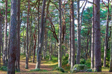 Obraz premium Hvaler Wood