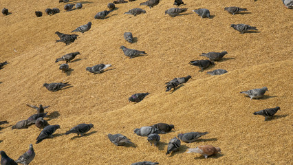 Grain-eating pigeons. Flocks of gray birds on a huge pile of grain.