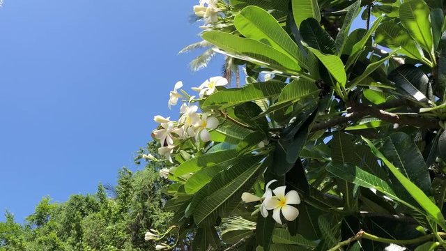 Tree branches with beautiful plumeria flowers sway in the wind