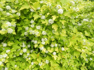 Summer is beautiful