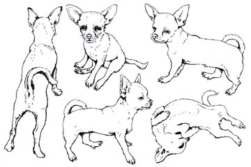 Hand drawn ink Toy Terrier graphic sketch - 289307549