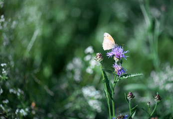 Butterfly on a flower. Green background.