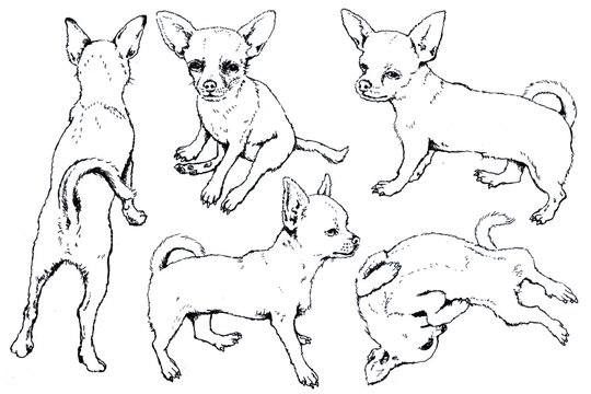 Hand drawn ink Toy Terrier graphic sketch