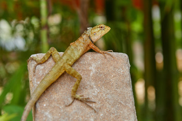 Thai spiny lizard on top of a stone, with green background out of focus
