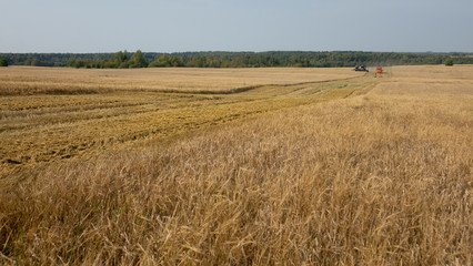 Wheat field.Yellow grain is ready for harvest growing in the farm field