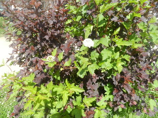 Summer is beautiful