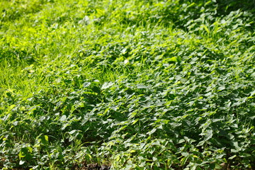 Wiese, Brennnesseln, Urtica dioica, Hintergrundbild