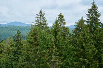 Nationalpark Bayrische Wald von Waldhäuser bis Neuschönau und rund um den Berg Lusen 1373m