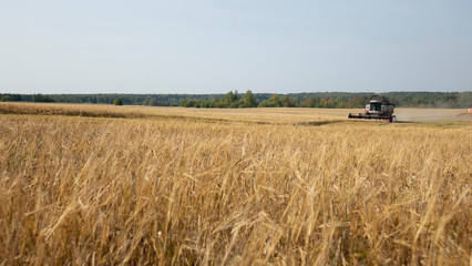 Fototapeta premium Combine harvester working on a wheat field.