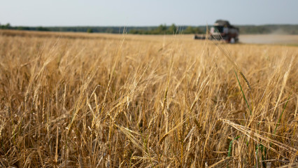 Combine harvester working on a wheat field.