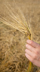 Golden ears of wheat in women's hands .